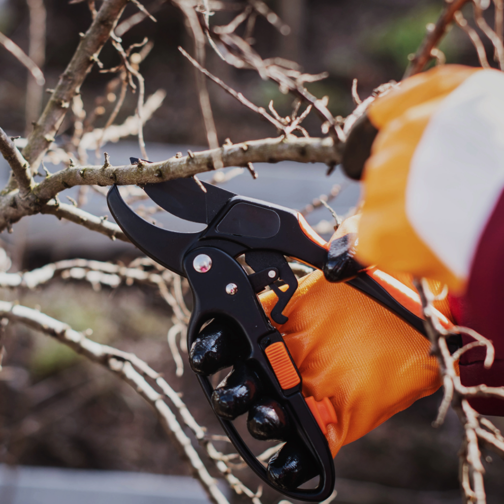 Pruning dead branches